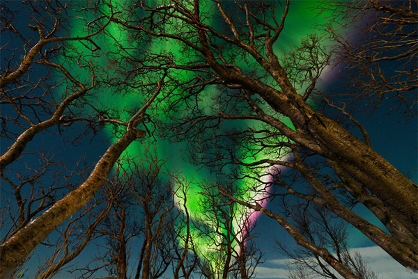 انفجاری از رنگ‌های حاصله از نورهای شمالی با نمایی از درختان جنگل.عکس از:Lluis Romero